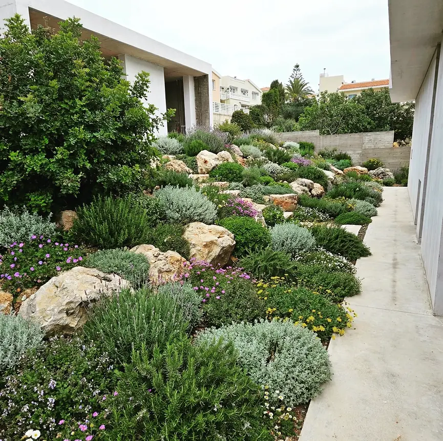 Drought-tolerant landscape design on a sloping plot in Paphos: rosemary, silver-leaved shrubs and flowering groundcovers among large stones beside a modern white house
