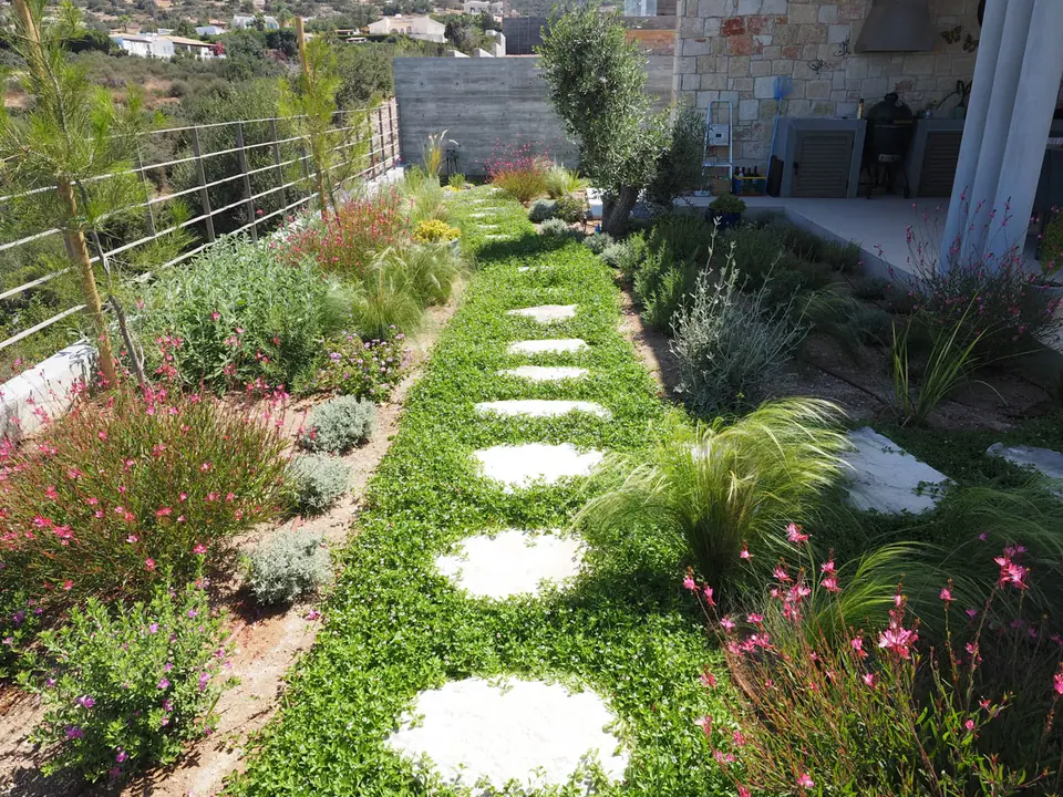 Round stepping stones through a green carpet of melissochorto, between pink gaura and feather grass, in one of Antoine's gardens