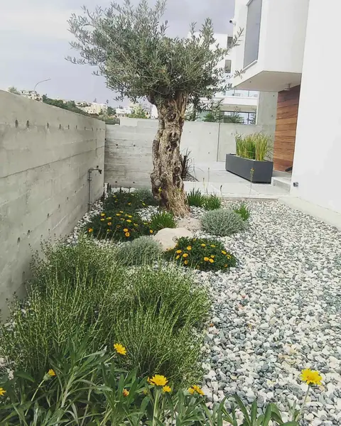 A private garden designed by Antoine Garden Designer, Paphos — grasses, olive trees