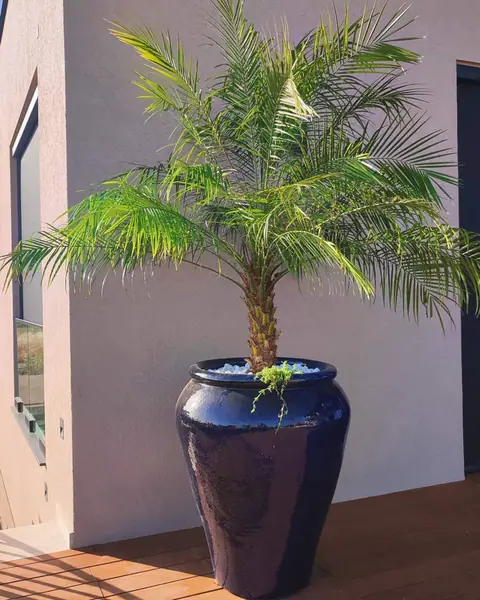 A private garden designed by Antoine Garden Designer, Paphos — details