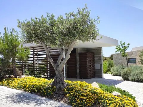 A private garden designed by Antoine Garden Designer, Paphos — olive trees, flowers