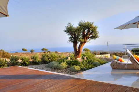 A private garden designed by Antoine Garden Designer, Paphos — olive trees, pools & sea