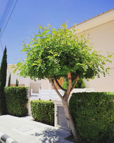 A private garden designed by Antoine Garden Designer, Paphos