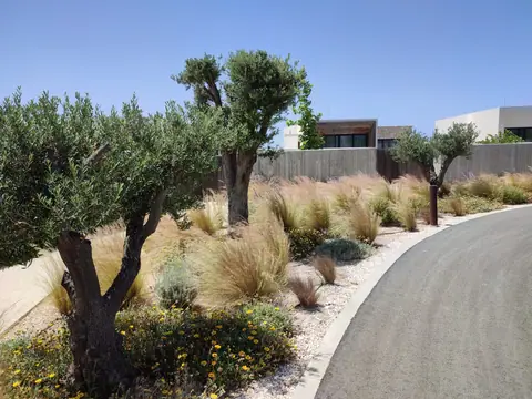 A communal garden designed by Antoine Garden Designer, Paphos — grasses, olive trees