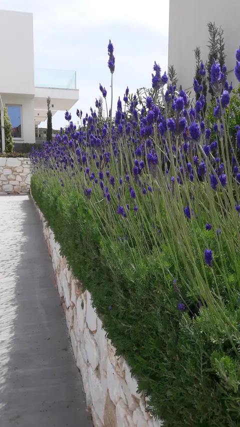 A private garden designed by Antoine Garden Designer, Paphos — flowers, details