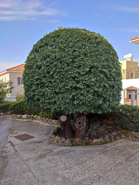 A communal garden designed by Antoine Garden Designer, Paphos — details