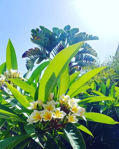 A private garden designed by Antoine Garden Designer, Paphos — flowers, details
