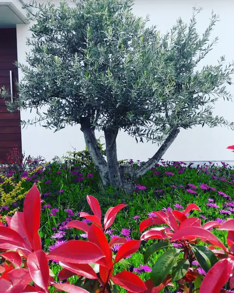 A private garden designed by Antoine Garden Designer, Paphos — olive trees, flowers