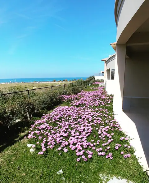 A communal garden designed by Antoine Garden Designer, Paphos — flowers, pools & sea