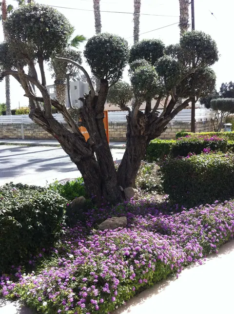 A communal garden designed by Antoine Garden Designer, Paphos — olive trees, flowers