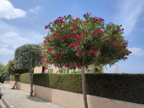 A private garden designed by Antoine Garden Designer, Paphos — flowers