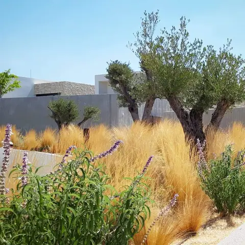 A communal garden designed by Antoine Garden Designer, Paphos — grasses, olive trees