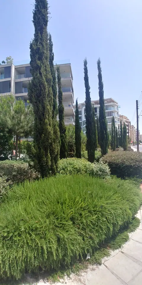 A communal garden designed by Antoine Garden Designer, Paphos — grasses