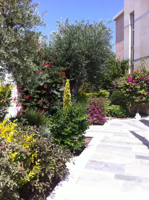 A private garden designed by Antoine Garden Designer, Paphos — paths, olive trees, flowers