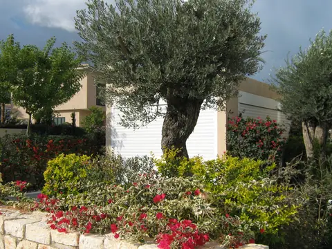 A private garden designed by Antoine Garden Designer, Paphos — olive trees, flowers