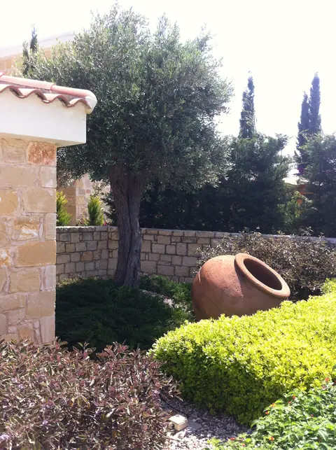 A private garden designed by Antoine Garden Designer, Paphos — olive trees, details