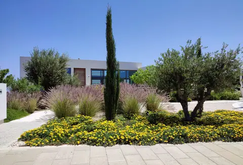 A private garden designed by Antoine Garden Designer, Paphos — olive trees, flowers