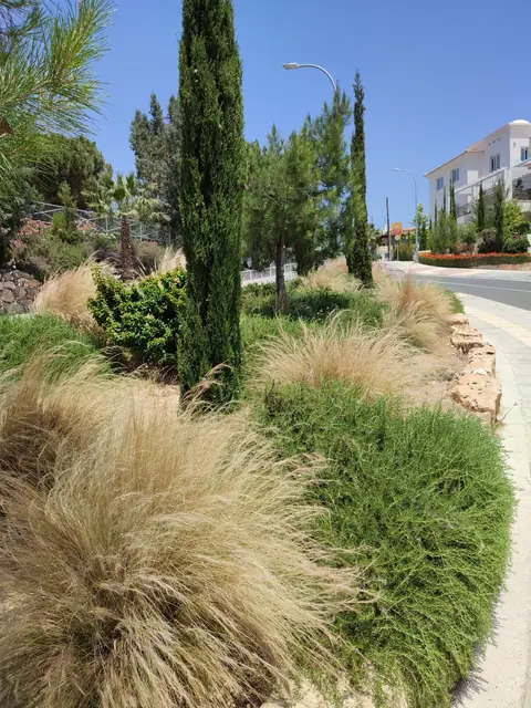 A communal garden designed by Antoine Garden Designer, Paphos — grasses