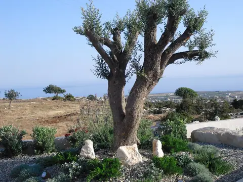 A private garden designed by Antoine Garden Designer, Paphos — olive trees