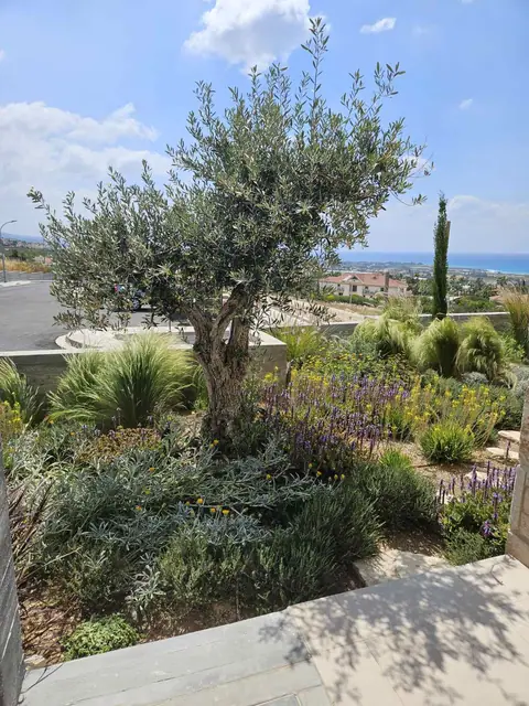 A private garden designed by Antoine Garden Designer, Paphos — olive trees