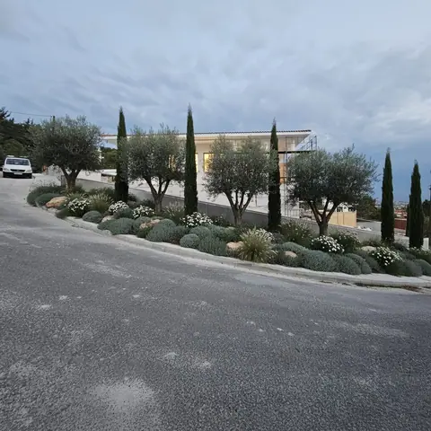 A communal garden designed by Antoine Garden Designer, Paphos — olive trees