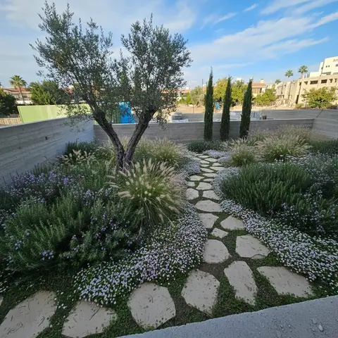 A private garden designed by Antoine Garden Designer, Paphos — paths, olive trees